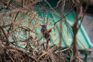 Brown bird nestled among branches of dried winter twigs in natural setting