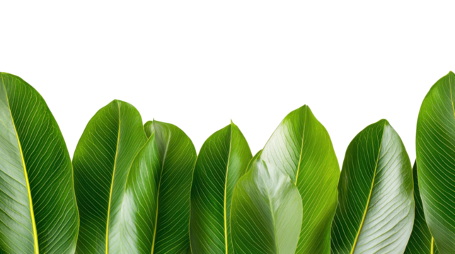 Lush Green Leaves with Yellow Dots on Black Background