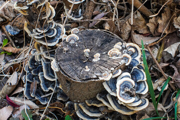 A cluster of turkey tail mushrooms growing on a decaying tree stump amidst fallen leaves and foliage.