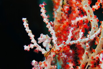 Pygmy red seahorse on the red purple coral reef. Black water background, bright red and purple tropical underwater scene. Marine life on the coral reef. Seahorse and corals. © blue-sea.cz