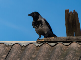 Hooded Crow Perched on a Rooftop Under a Clear Blue Sky