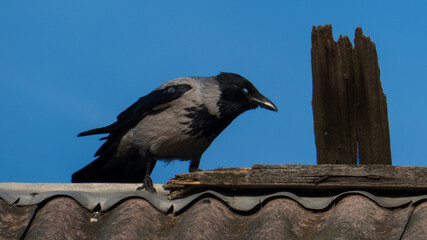 Hooded Crow Perched on a Rooftop Under a Clear Blue Sky