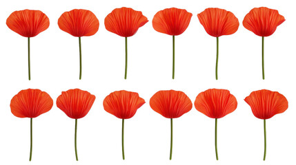 Obraz premium Sixteen Red Poppy Flowers on Transparent Background