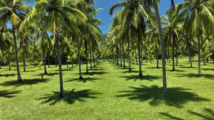 Obraz premium Palm Tree plantation Australia tropical