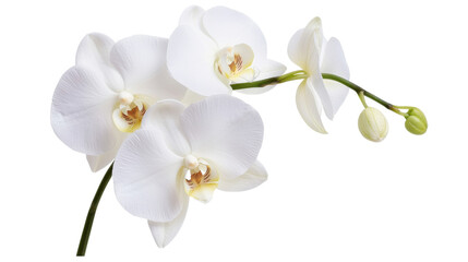 Elegant White Orchids with Dew Drops on Transparent Background
