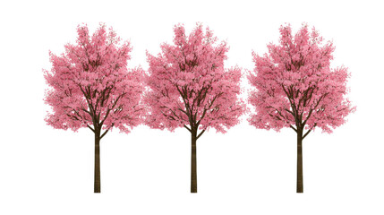 Fototapeta premium Three Pink Cherry Blossom Trees in Full Bloom Against Transparent Background