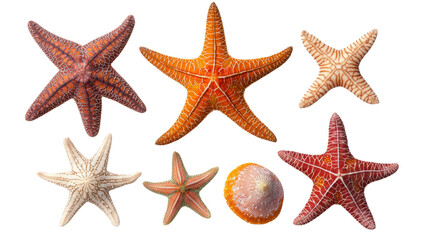 Diverse Starfish Collection on Transparent Background