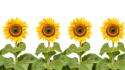 Four Sunflowers with Green Leaves on Transparent Background