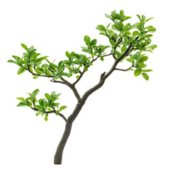 Fototapeta premium A small, leafy tree branch with vibrant green foliage extends upward, providing natural elements for environmental design on a transparent background.