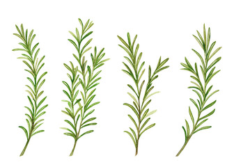 Fresh green rosemary sprigs watercolor hand drawn illustration set isolated on white background