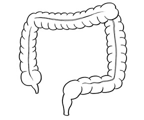 Large Intestine Hand Drawn Illustration