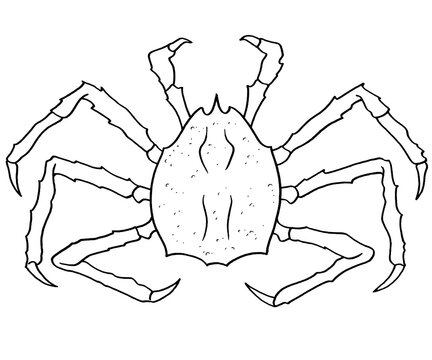 King Crab Hand Drawn Illustration