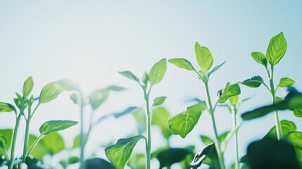 Fototapeta premium Plantbased innovation is transforming the food industry.