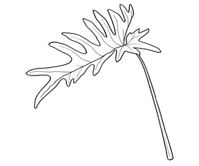 Philodendron Leaf Hand Drawn Illustration © Azz Art Gallery
