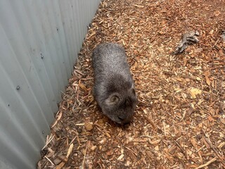 Wombat in Tasmania, Australia