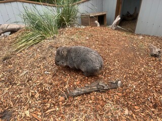 Wombat in Tasmania, Australia