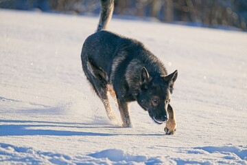Beautiful DDR German Shepherd dogs play in a fairytale snowy landscape on a farm in Skaraborg...