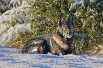 Obraz premium Beautiful DDR German Shepherd dogs play in a fairytale snowy landscape on a farm in Skaraborg Sweden on a sunny winter day in December just before Christmas.