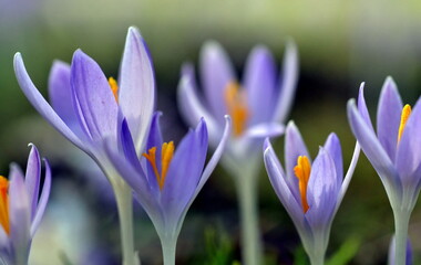 Violette Krokusblüten im Frühling
