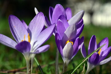 Violette Krokusbl&uuml;ten im Fr&uuml;hling