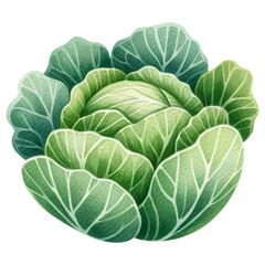 Fototapeta premium Organic veggie concept. A vibrant illustration of a fresh, leafy cabbage with varying shades of green, showcasing its intricate leaf patterns.