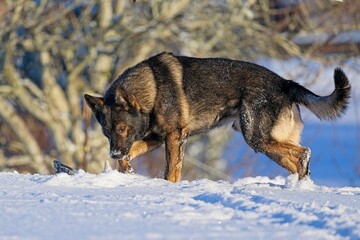 Beautiful DDR German Shepherd dogs play in a fairytale snowy landscape on a farm in Skaraborg...