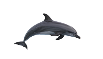 Photo of dolphin isolated on transparent background.png