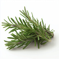 Fototapeta premium rosemary isolated