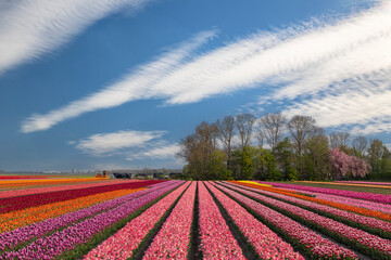 Field of tulips near Lemmer, Friesland, Netherlands