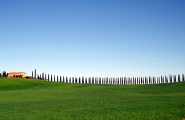 filare di cipressi in collina in Toscana