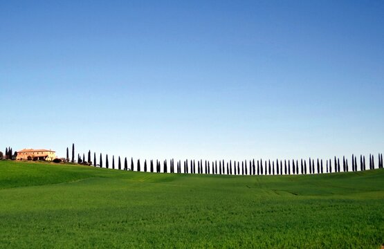 filare di cipressi in collina in Toscana