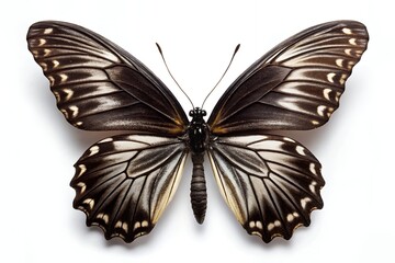 Papilio clytia Butterfly with Open Wings on White Background