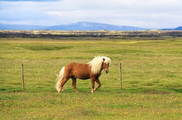 Obraz premium cavallo selvaggio e libero sui prati islandesi