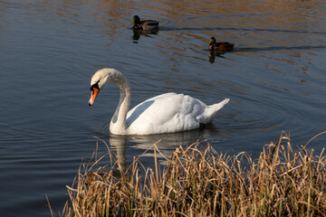 Swans in their natural environment swim in the lake.