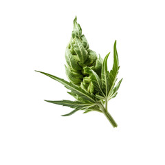 Obraz premium Fresh green herb showcasing vibrant leaves, ideal for culinary uses, natural remedies, and wellness themes.