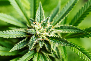 Nahaufnahme einer Cannabisblüte