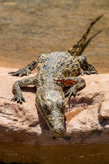 Young Nile Crocodile lying stretched out above the water