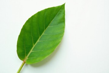 Single eucalyptus leaf with veins and stem on white surface, green, leaf