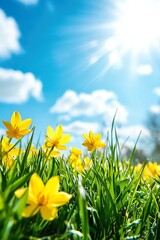 A field of yellow flowers with the sun shining on them
