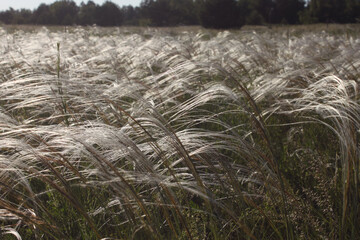silky satin spikes of feather grass close-up during flowering period