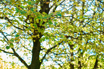 Sunlight filtering through colorful autumn leaves on tree branches
