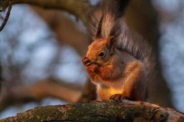 squirrel on a branch
