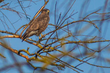 Eurasian Goshawk on the tree