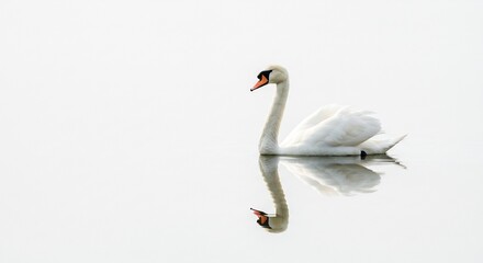 Obraz premium Graceful white swan glides serenely on calm water reflecting soft light. AI Generated