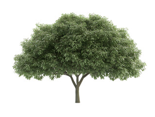 Fototapeta premium A lush green tree with a full canopy, symbolizing nature's beauty and vitality while providing shade and habitat for wildlife.