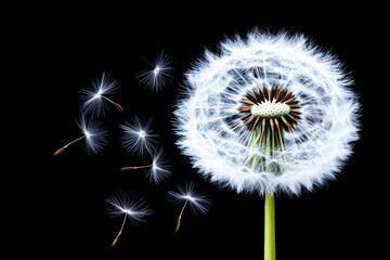 Fototapeta premium Dandelion seeds floating in the air on black background with copy space. Close-up of dandelion with seeds. 