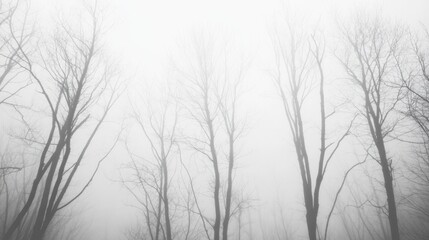 Obraz premium Foggy winter forest scene with bare trees.