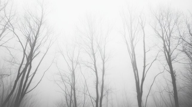 Foggy winter forest scene with bare trees.