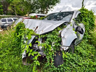 Abandoned cars after accidents in a dense overgrown setting
