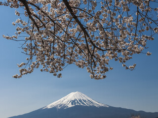 Sakura Blossoms and Mount Fuji
